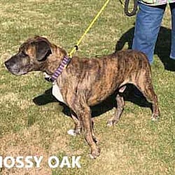 Photo of Mossy Oak, adoptable Plott Hound in Washington, Georgia