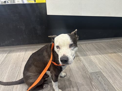 Photo of Buddy, adoptable Pit Bull Terrier in Garland, Texas