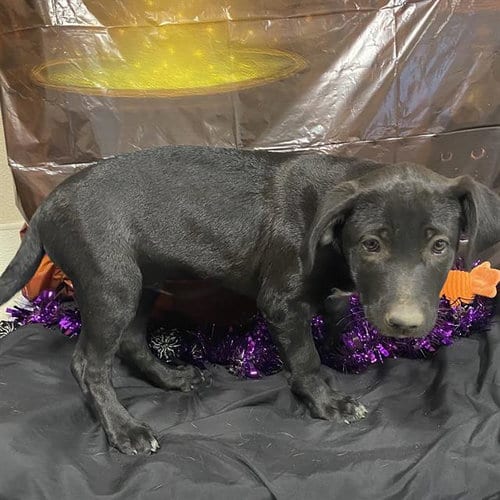 Photo of Spider, adoptable Pit Bull Terrier in Modesto, California