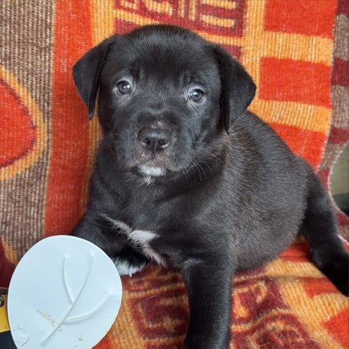 Photo of Justice Pup - Jury, adoptable Labrador Retriever in San Diego, California