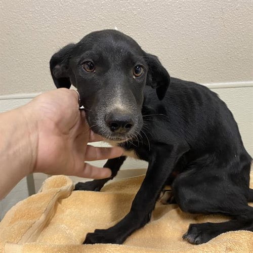 Photo of Spacey, adoptable Border Collie in Modesto, California