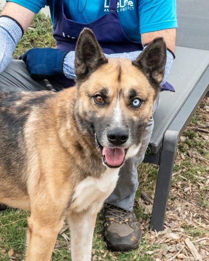 Photo of Henrico, adoptable dog in Chamblee, Georgia