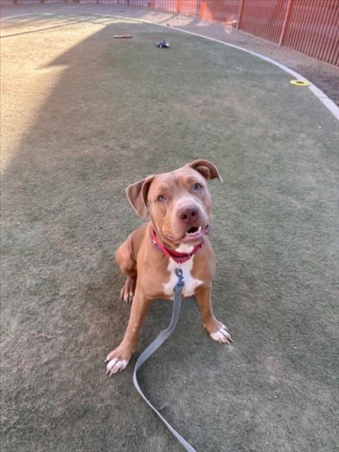 Photo of Finnegan, adoptable Pit Bull Terrier in Las Vegas, Nevada