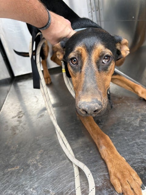 Photo of Merlin, adoptable Doberman Pinscher mix in Oklahoma City, Oklahoma