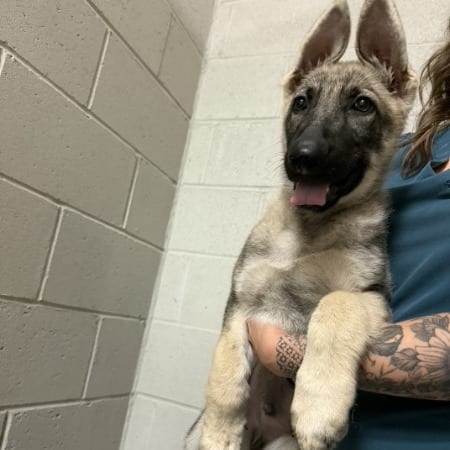 Photo of Sig, adoptable Shepherd, German in Iowa and surrounding states, Iowa