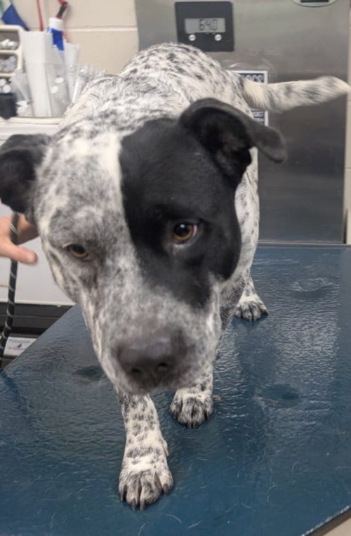 Photo of Mozart, adoptable Australian Cattle Dog/Blue Heeler in Mobile, Alabama