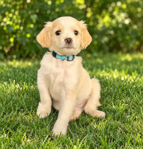 Photo of Sauce: Ponzu, adoptable Cavalier King Charles Spaniel in Romoland, California