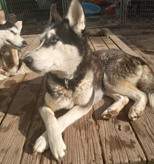 Photo of Dottie, adoptable Siberian Husky in San Juan Bautista, California