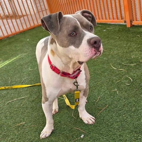 Photo of Butcher, adoptable Pit Bull Terrier in Las Vegas, Nevada