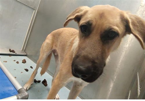 Photo of Rambo, adoptable German Shepherd Dog in Baldwin Park, California