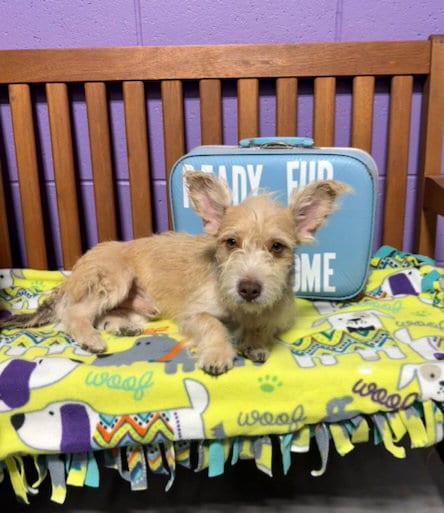 Photo of Cody, adoptable Scottish Terrier Scottie in Genesee, Wisconsin