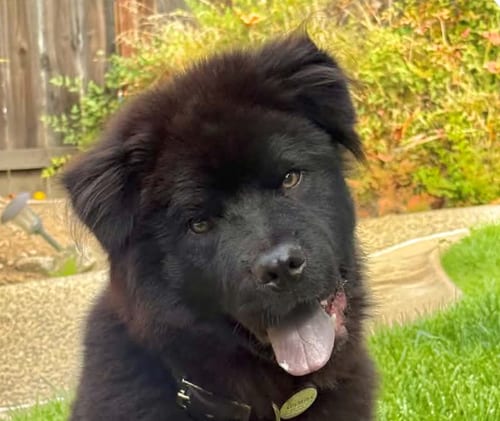Photo of Chowder, adoptable Chow Chow in San Ramon, California