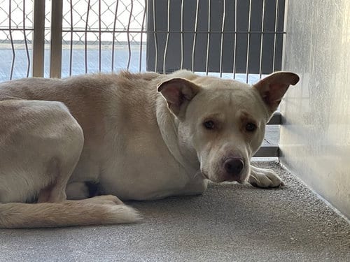 Photo of Dino, adoptable Pit Bull Terrier in Downey, California