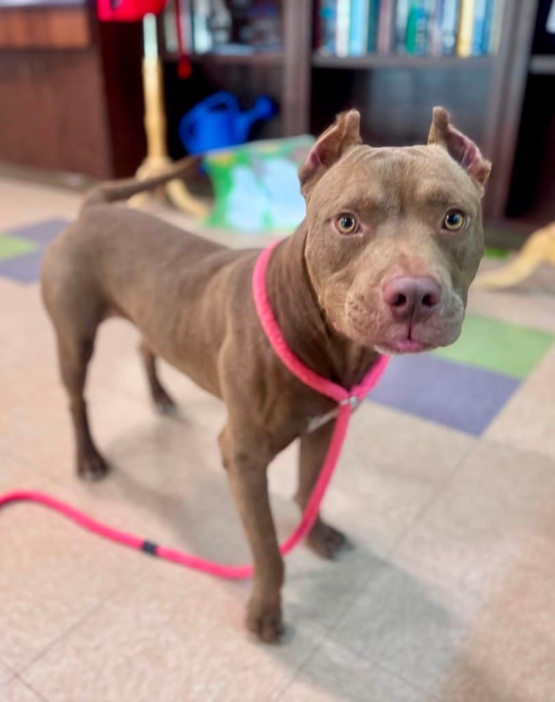 Photo of Whopper Jr., adoptable Pit Bull Terrier in Little Rock, Arkansas