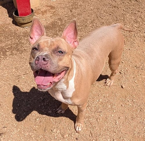 Photo of Latto, adoptable American Bulldog in Plano, Texas