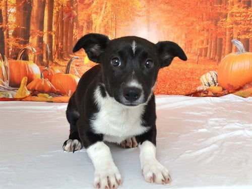 Photo of Eerie, adoptable Border Collie in Oroville, California