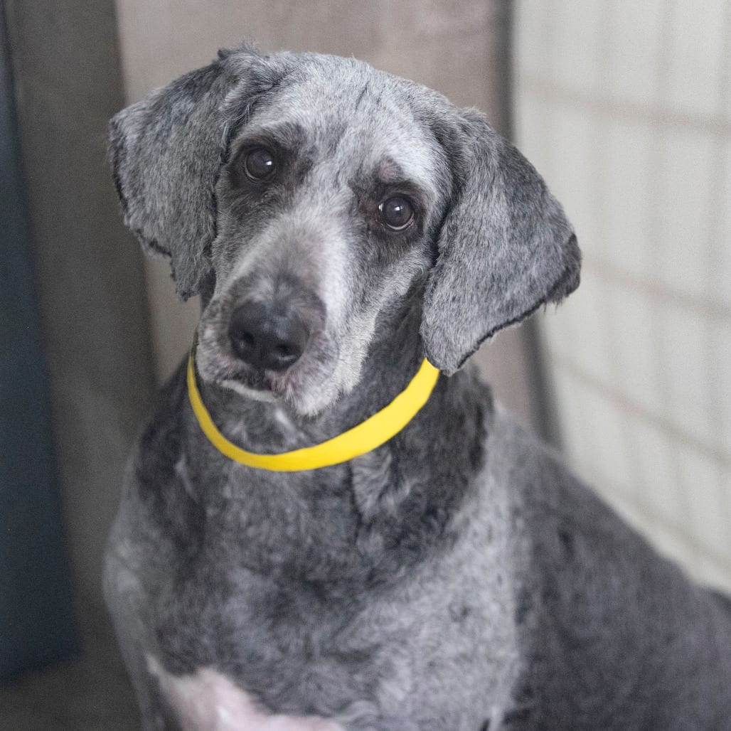 Photo of Lola (JN26-78), adoptable Bernese Mountain Dog / Poodle, Standard in Colorado Springs, Colorado