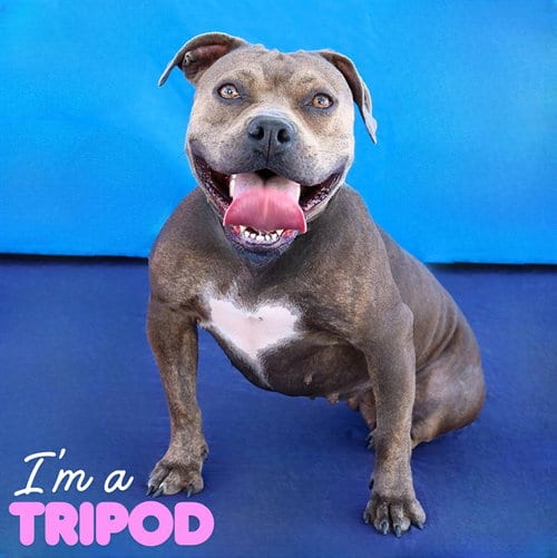Photo of Dandelion, adoptable Pit Bull Terrier in Baldwin Park, California