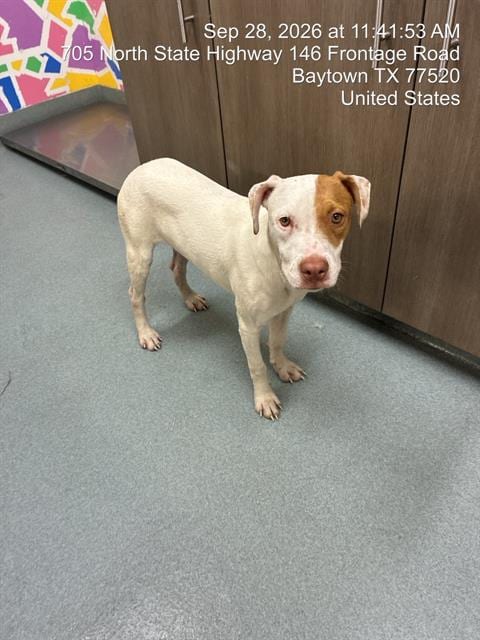 Photo of Quartz, adoptable Boxer in Baytown, Texas