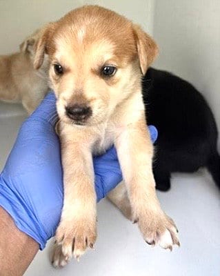 Photo of A661727, adoptable Labrador Retriever in Houston, Texas