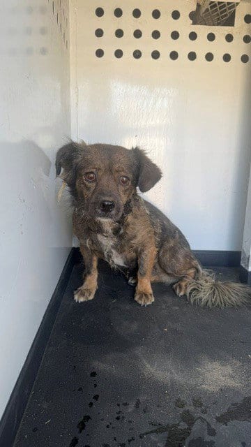 Photo of A171836, adoptable Chihuahua in Bakersfield, California