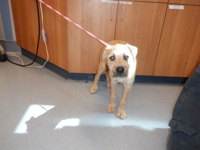 Photo of Senior Border Terrier mix, adoptable Border Terrier mix in San José, California