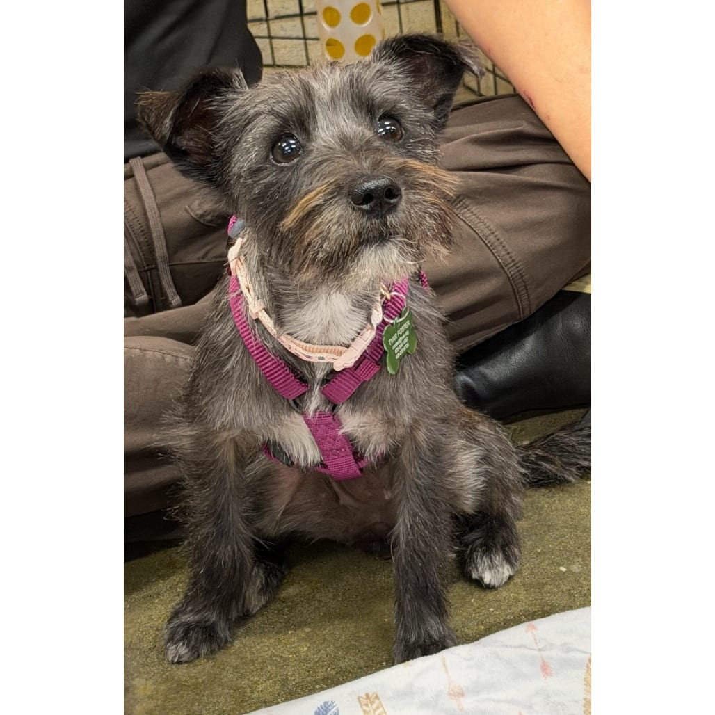 Photo of Winnie, adoptable Schnauzer, Miniature / Mixed Breed (Small) in Pleasanton, California