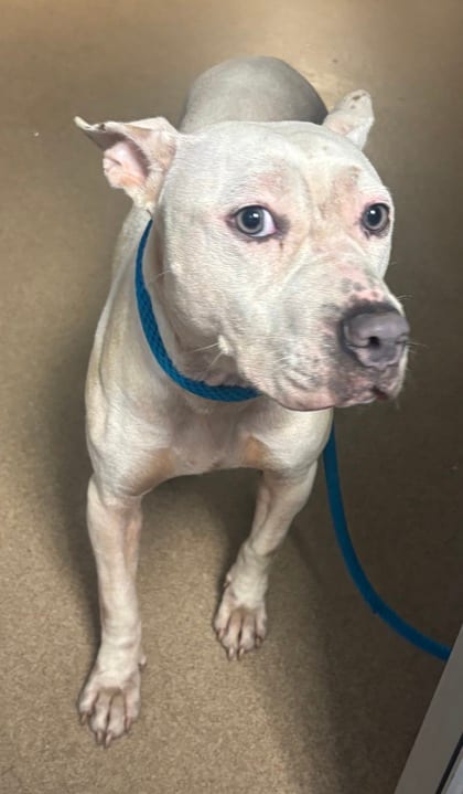 Photo of Ranch Dressing, adoptable dog in Chamblee, Georgia