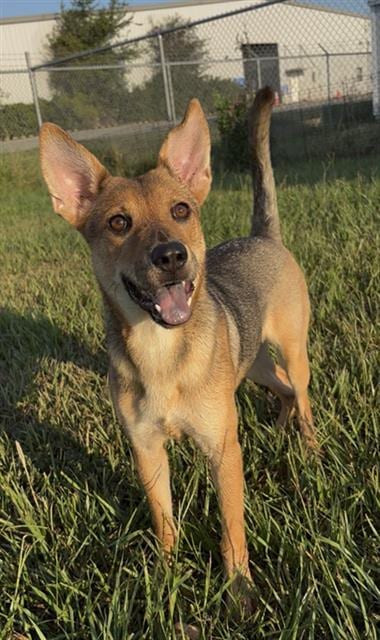 Photo of Sophie, adoptable German Shepherd Dog in Rosenberg, Texas