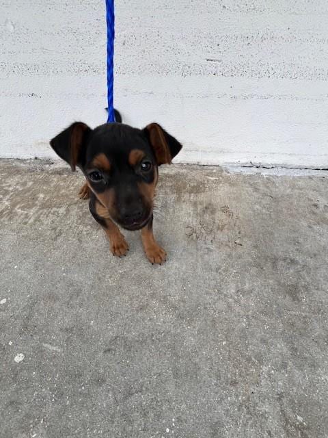 Photo of Sarah, adoptable Rat Terrier in Miami, Florida