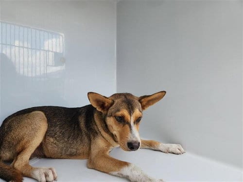 Photo of A661955, adoptable German Shepherd Dog in Houston, Texas