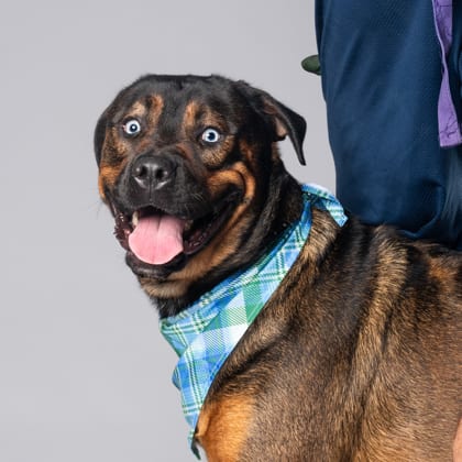 Photo of Where, adoptable dog in Atlanta, Georgia