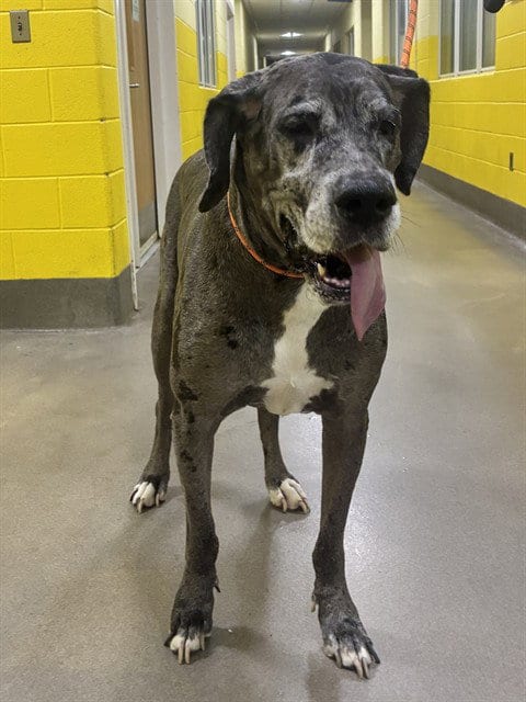 Photo of Beaú, adoptable Great Dane in Forestville, Maryland