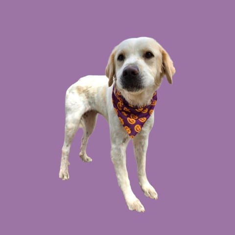 Photo of Navy, adoptable Great Pyrenees in Bakersfield, California