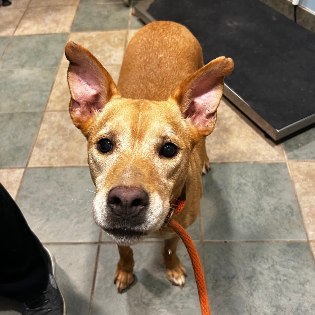 Photo of Maggie, adoptable Mixed Breed (Medium) in Chattanooga, Tennessee