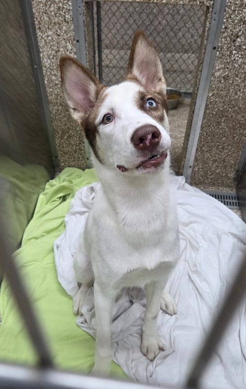 Photo of Gatsby, adoptable Shepherd in Martinsburg, West Virginia