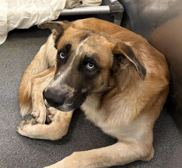Photo of Brownie, adoptable Mixed Breed