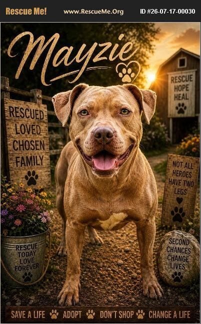 Photo of Mayzie, adoptable Pit Bull Terrier in Benton, Pennsylvania