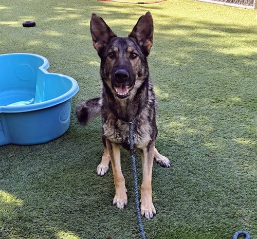 Photo of Louise, adoptable German Shepherd Dog in San Jose, California