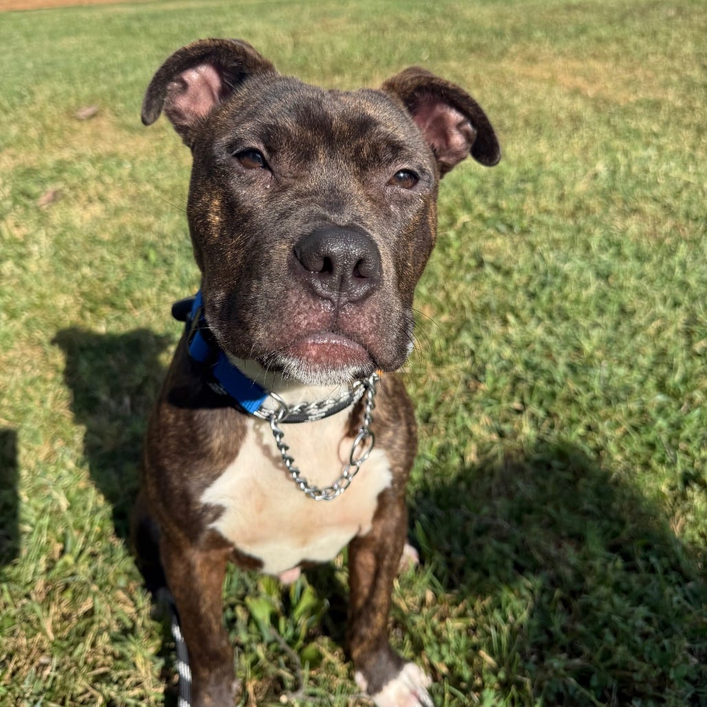 Photo of Mercury, adoptable Mixed Breed (Medium) in Winston-Salem, North Carolina