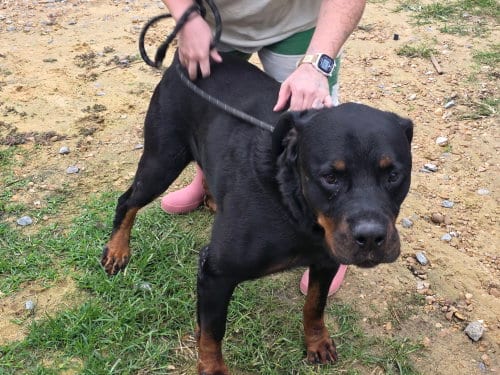 Photo of Gunther, adoptable Rottweiler in Jackson, Mississippi