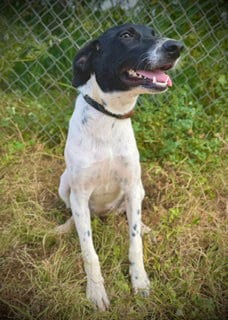 Photo of Eastlynn, adoptable Australian Cattle Dog/Blue Heeler in Pleasanton, Texas