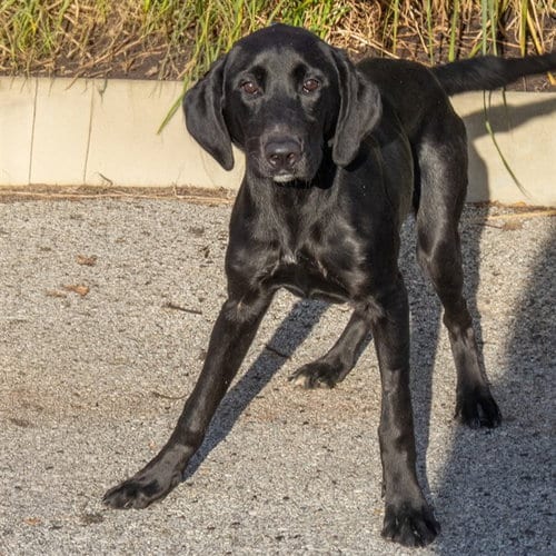 Photo of Rue, adoptable Labrador Retriever in Maryland, Missouri
