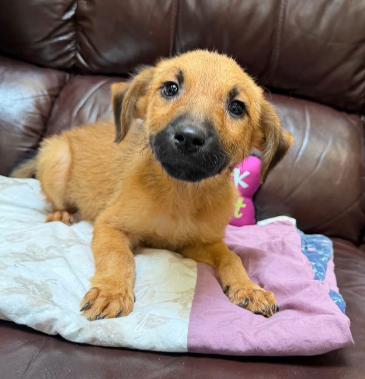 Photo of Reba, adoptable Hound (Unknown Type)/Australian Shepherd in Columbia, Illinois