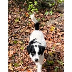 Photo of Spock, adoptable Terrier (Unknown Type, Medium) Poodle (Miniature) in Medfield, Massachusetts