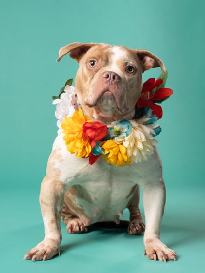 Photo of Pamela Button, adoptable dog in Atlanta, Georgia