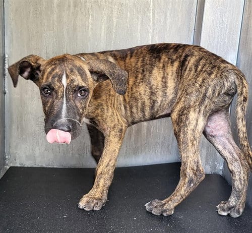 Photo of Firenze, adoptable Plott Hound in San Antonio, Texas