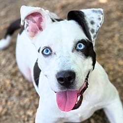 Photo of Bluey, adoptable American Bulldog in Anniston, Alabama
