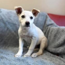Photo of Harley, adoptable Mixed Breed (Small) in Frederick, Maryland