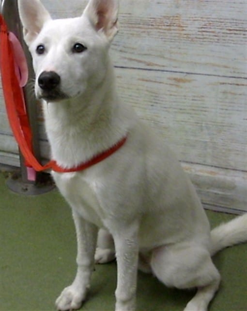 Photo of Senior Husky mix, adoptable Husky mix in Devore, California